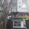 Black Fox on Roof - Erika V. Shimkonis (National Fox Welfare Society, Facebook), 2016