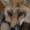 Secret the Fox - National Fox Welfare Society (Facebook), 2016