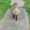 Secret the Fox - National Fox Welfare Society (Facebook), 2016