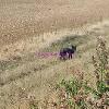 Black Fox Sighting, Image Provided to Black Foxes UK by Sheila Cooksey