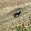 Black Fox Sighting, Image Provided to Black Foxes UK by Sheila Cooksey