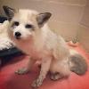 Platinum Fox Found, provided to Black Foxes UK via Facebook