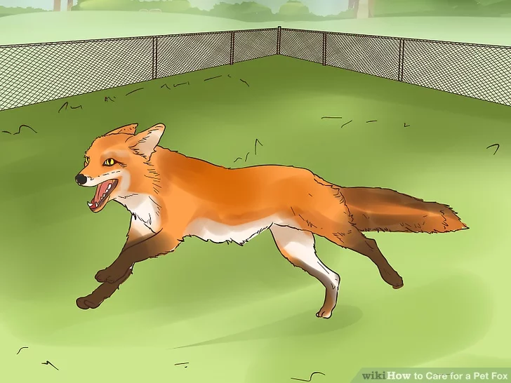 Caring for a Pet Fox