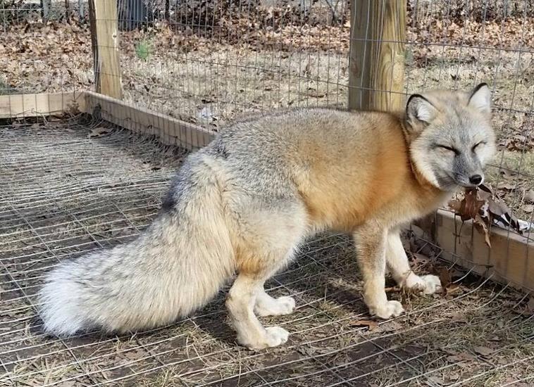 Arctic fox Silver fox hybrid