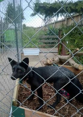 Black Fox