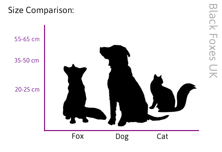 How big is a pet fox?