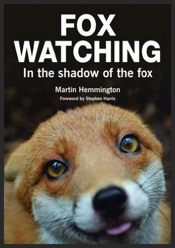 Fox Watching