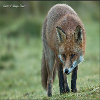 Red Fox with White Spotting, Stuart G. Photography, 2012