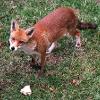 Piebald Fox - Image provided by Ralph Pottinger, August 2015