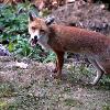 Piebald Fox - Image provided to Black Foxes UK by Ralph Pottinger, August 2015