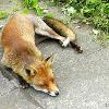 Piebald Fo - Image provided to Black Foxes UK by Ralph Pottinger, August 2015