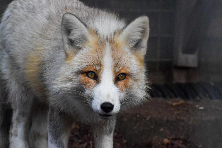 Red Fox Interaction with Humans - Foxes as a Resource