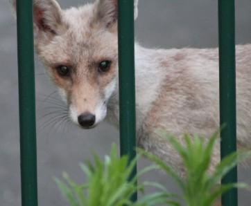 Fever Coat in Foxes