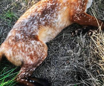 White-Spotted Fox