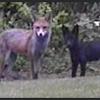 More Black Fox Video Emerges, BBC, September 2008