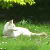 The darling cubs of May: Mysterious white fox spotted on Kent farm where iconic TV show was filmed, Daily Mail, May 2012