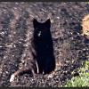 Is it an omen? Mysterious black fox reappears in British countryside for first time since 2008, Daily Mail, March 2012