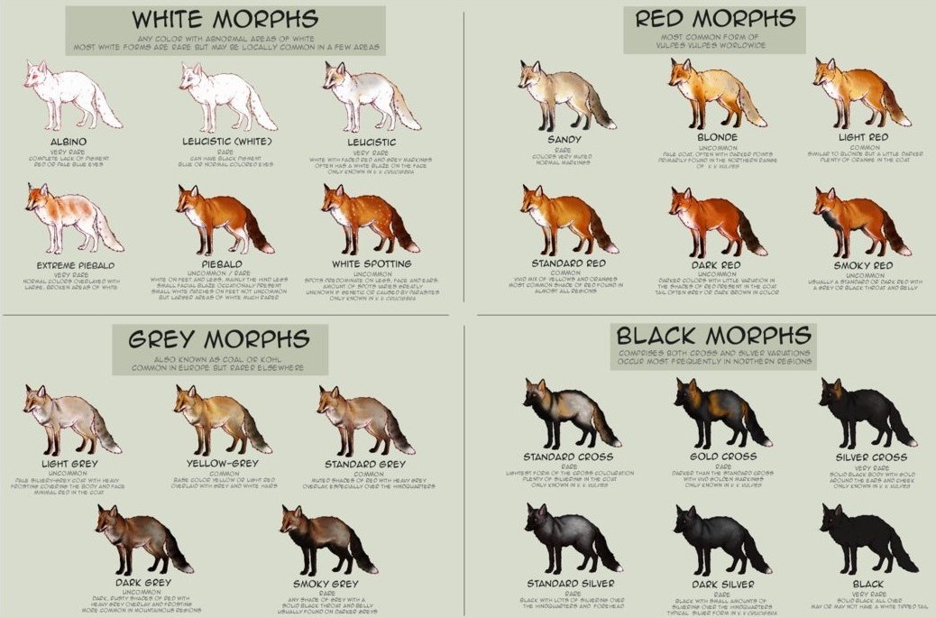 Black Fox Information,What Is Wheybolic