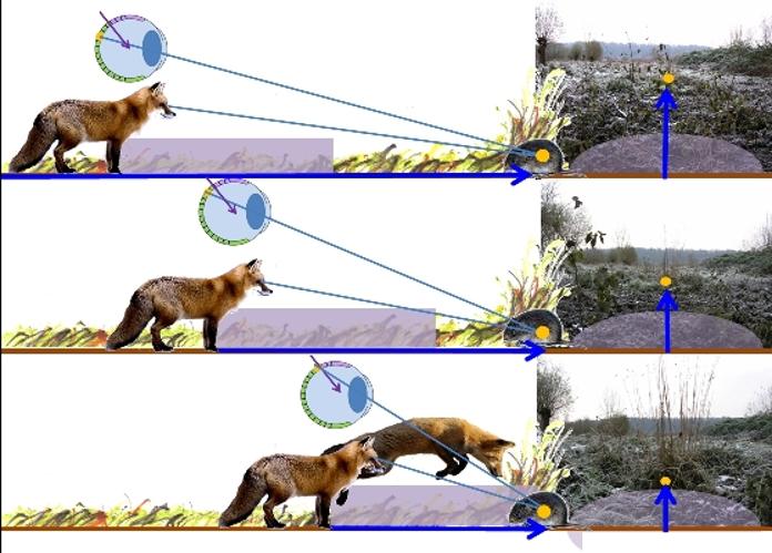 Fox Mousing Principle