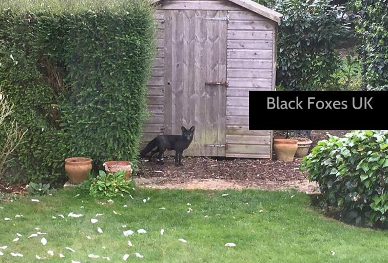 Rare Black Fox
