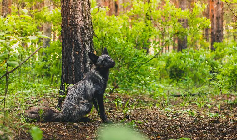 Silver Fox - Black Foxes UK